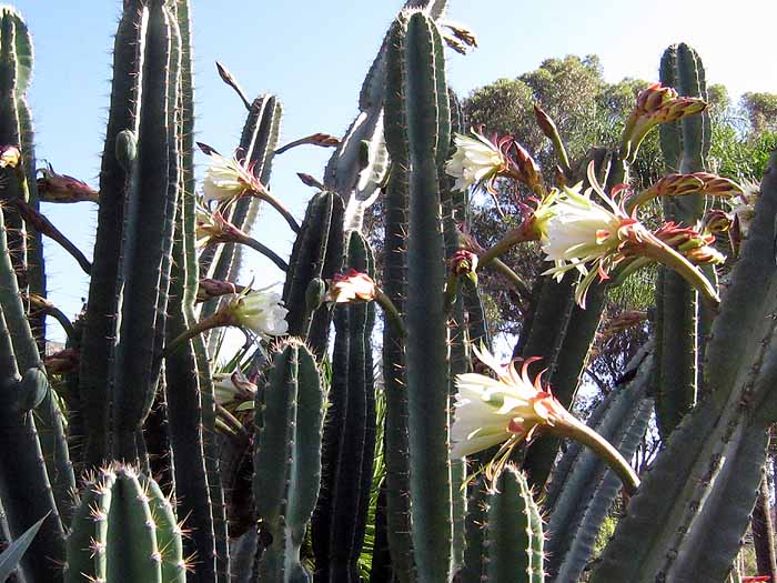 Cereus peruviana1